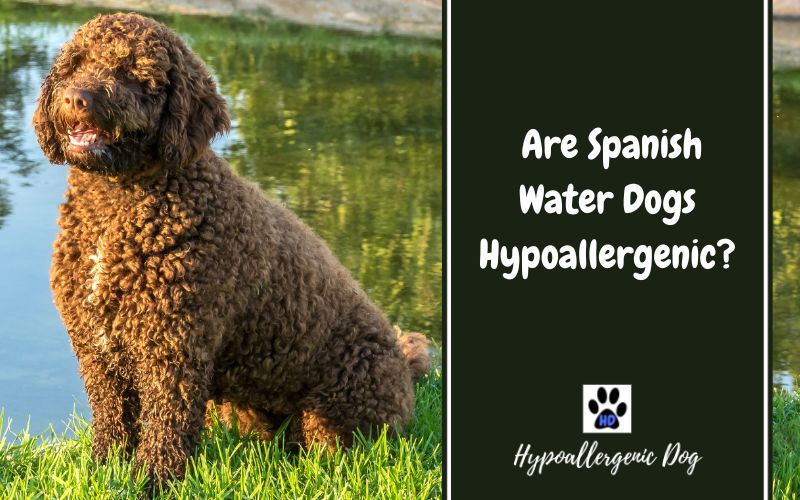 are spanish water dogs hypoallergenic.