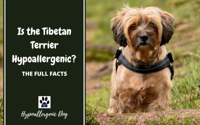 Are Tibetan Terriers Hypoallergenic Dogs?