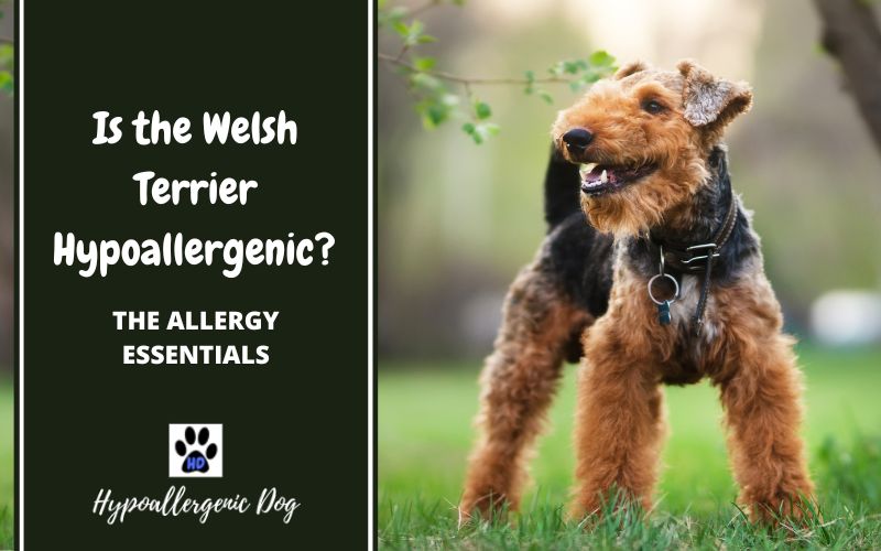 are welsh terriers hypoallergenic.