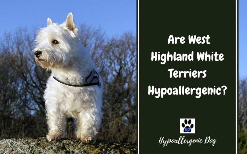 are west highland white terriers hypoallergenic.