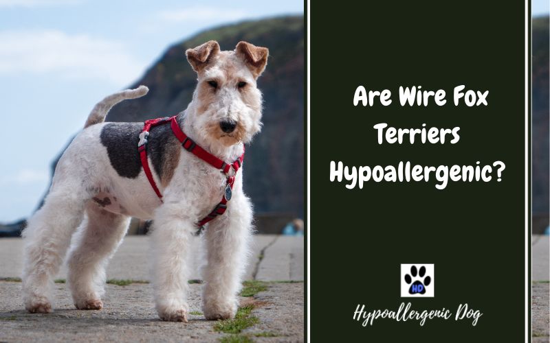 Are Wire Fox Terriers Hypoallergenic Dogs?
