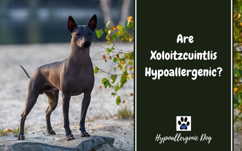 are xoloitzcuintlis hypoallergenic.