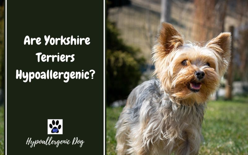are yorkshire terriers hypoallergenic.