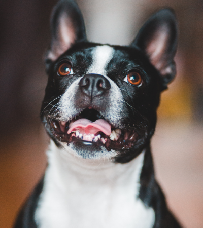 boston terrier and allergies.