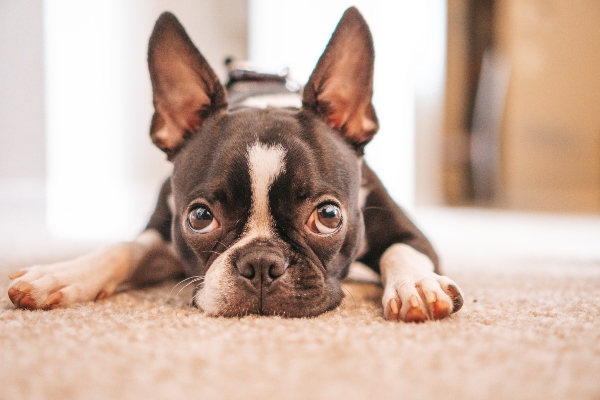 Boston Terrier Allergies - Symptoms, Causes, and Treatments