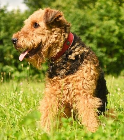 do airedale terriers shed.