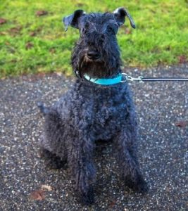 do kerry blue terriers shed.