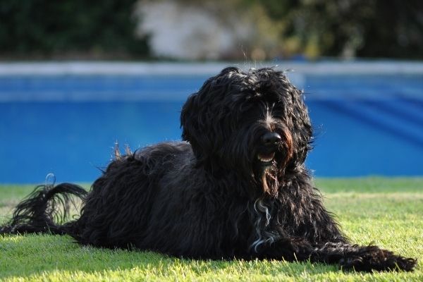 do portuguese water dogs shed.