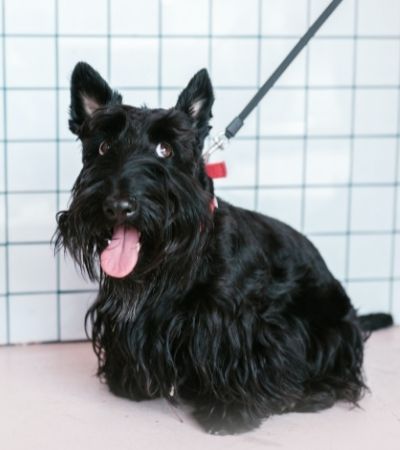 do scottish terriers shed.