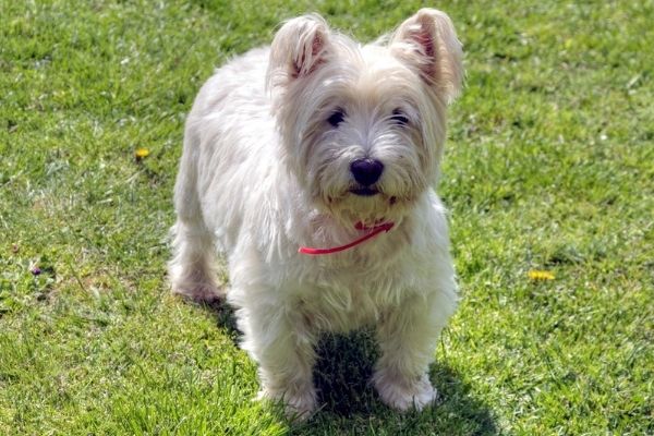do west highland white terriers shed.
