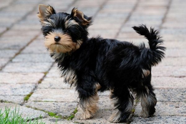 do yorkshire terriers shed.