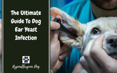 Dog Ear Yeast Infection