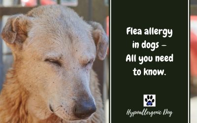 Flea Allergy in Dogs — Everything You Need To Know About Flea Allergy Dermatitis