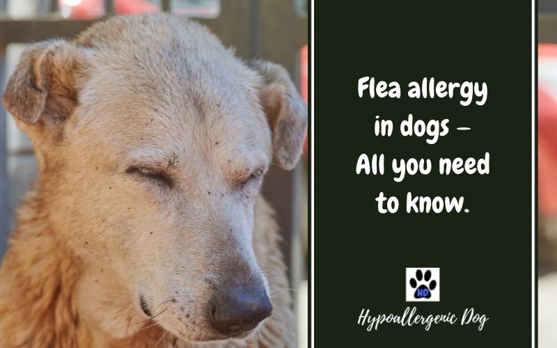 dog flea allergy.
