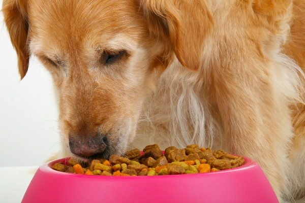 dog food allergy test.