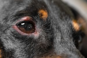 dogs with eye allergies.