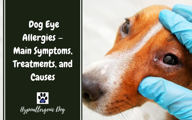 eye allergy in dogs.
