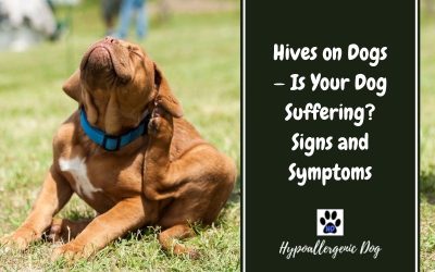 Hives on Dogs
