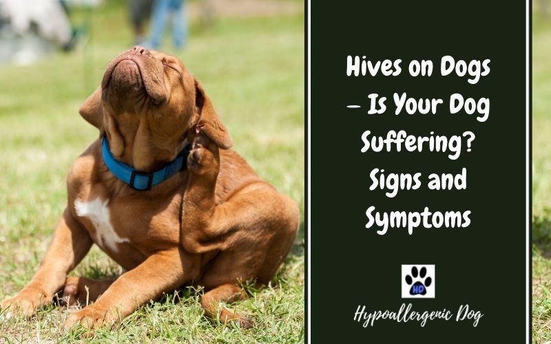 hives on dogs.