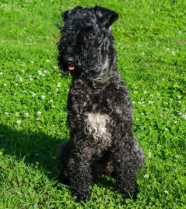 kerry blue terrier shed.