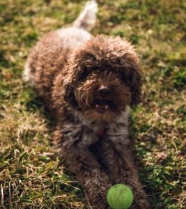lagotto romagnolo shed.