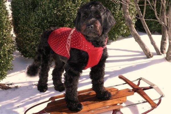 portuguese water dog shed.