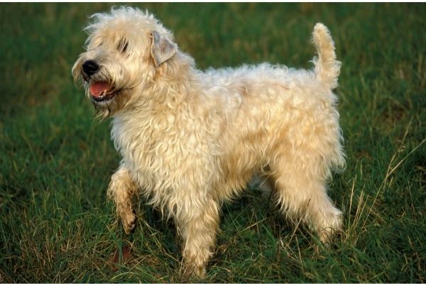 soft coated wheaten terrier hypoallergenic.