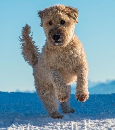 soft coated wheaten terrier shed.