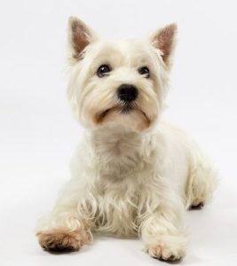 west highland white terrier shed.