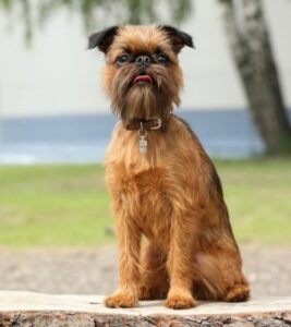 brussels griffon shed.