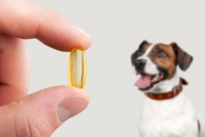 dogs and fish oil.