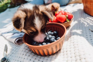 are dogs allergic to blueberries.