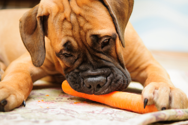 are dogs allergic to carrots.