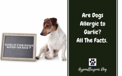 Are Dogs Allergic to Garlic? All The Facts.