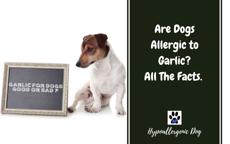 are dogs allergic to garlic.