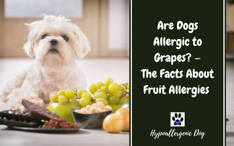 are dogs allergic to grapes.