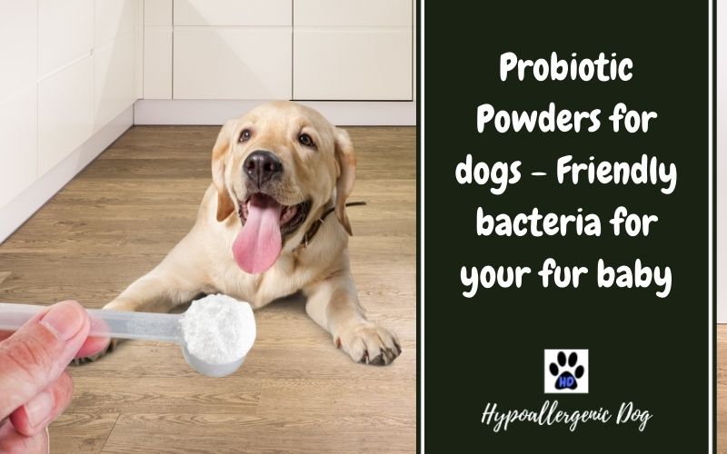 Best Probiotic Powder for dogs.