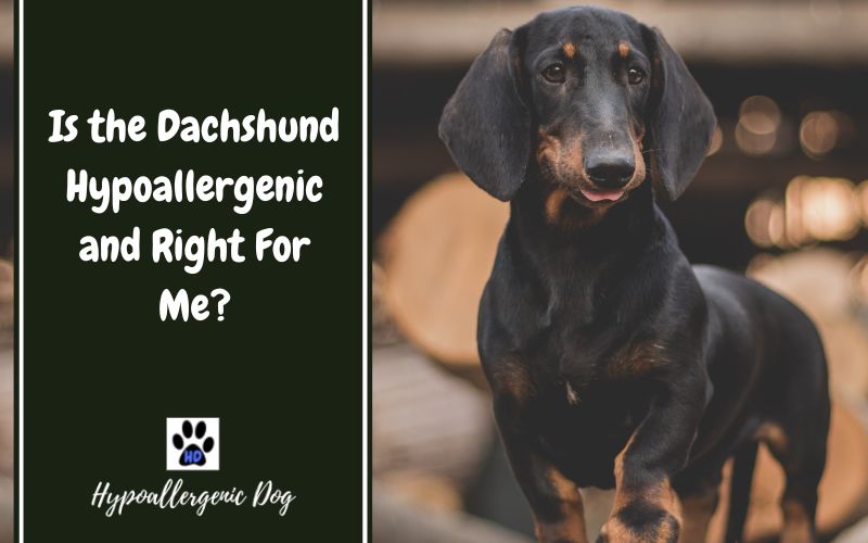Is the Dachshund Hypoallergenic and Right For Me?