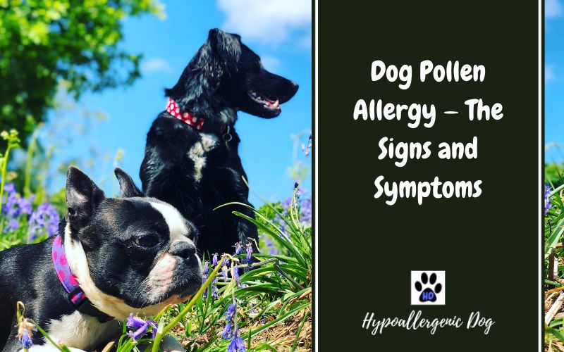 are dogs allergic to pollen.