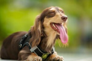 are long haired dachshunds hypoallergenic.
