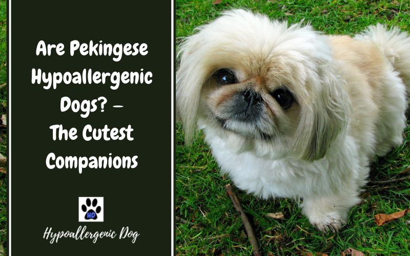 Are Pekingese Hypoallergenic Dogs?