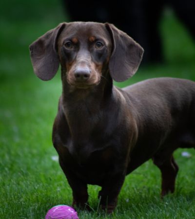 are sausage dogs hypoallergenic.