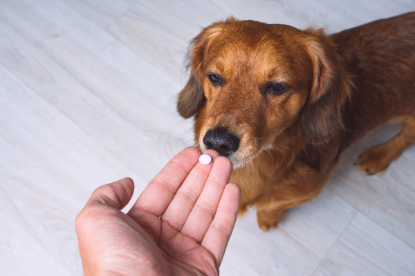 benadryl for dog skin allergies.