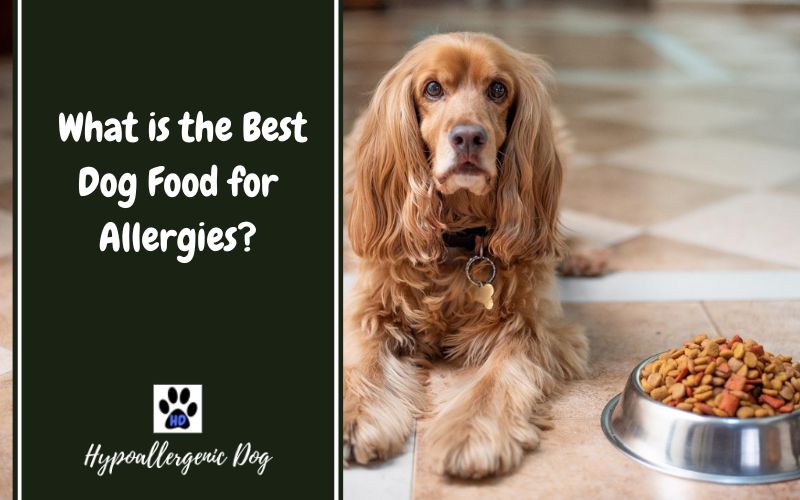 best dog food for allergies.