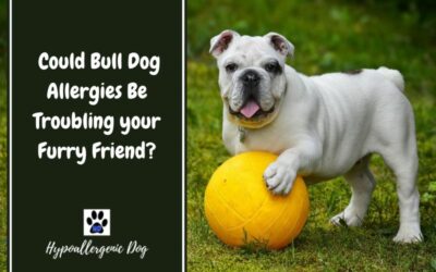 Could Bull Dog Allergies Be Troubling your Furry Friend?