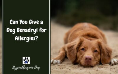 Can You Give a Dog Benadryl for Allergies?
