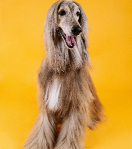 dog similar to afghan hound.