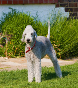 dogs similar to bedlington terriers.