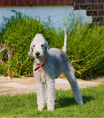 dogs similar to bedlington terriers.
