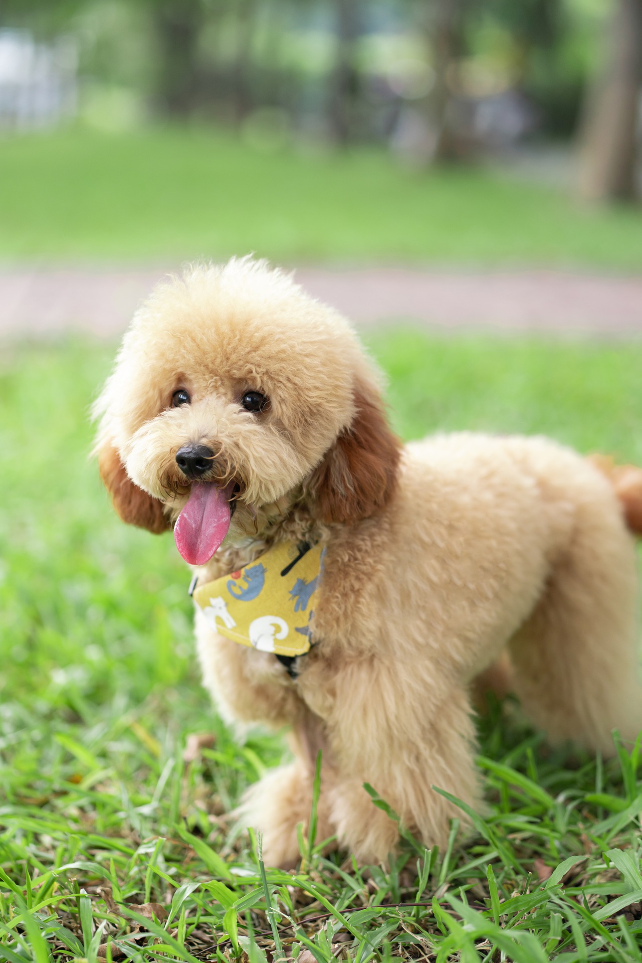 dogs similar to toy poodles.